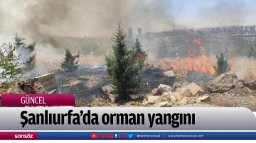 Şanlıurfa'da orman yangını