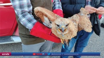 Şanlıurfa'da tedavisi tamamlanan kızıl şahin doğaya salındı
