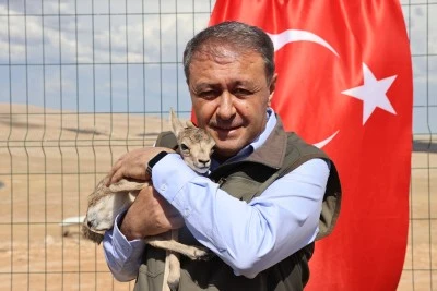 Şanlıurfa'da t&uuml;rk&uuml;lere konu olan ceylanların sayısı artıyor