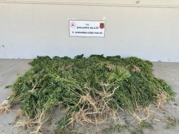 Şanlıurfa'da uyuşturucu operasyonu