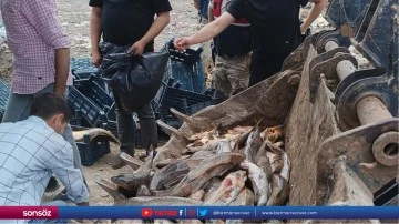 Şanlıurfa'da yasa dışı avlanan 2 ton balık ele geçirildi
