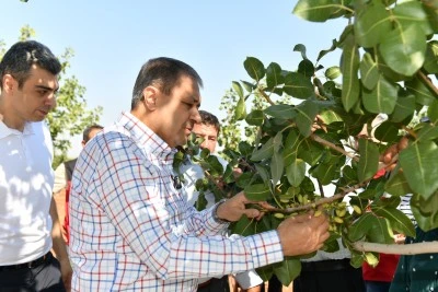 Şanlıurfa Valisi Şıldak, Antep fıstığı hasadına katıldı
