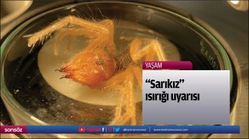 &ldquo;Sarıkız" ısırığı uyarısı