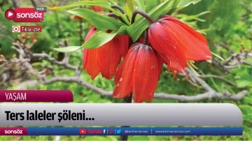 Ters laleler ş&ouml;leni&hellip;