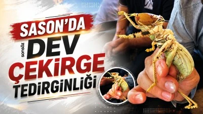 Sason'da dev &ccedil;ekirge tedirginliği