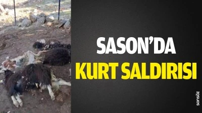 Sason&rsquo;da kurt saldırısı