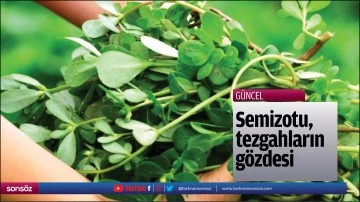 Semizotu, tezgahların g&ouml;zdesi