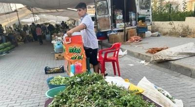 Semizotuna ilgi artıyor