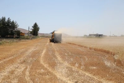 Sezonun ilk arpa hasadı yapıldı