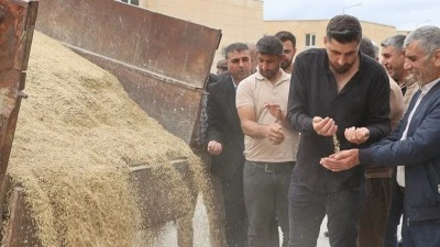 Sezonun ilk arpa hasadı yapıldı