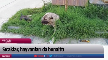 Sıcaklar, hayvanları da bunalttı