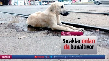 Sıcaklar onları da bunaltıyor