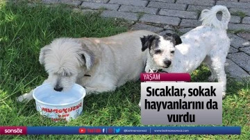 Sıcaklar, sokak hayvanlarını da vurdu