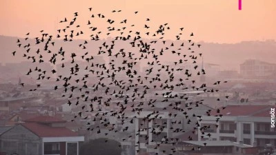 Sığırcık kuşları g&ouml;rsel ş&ouml;len sundu