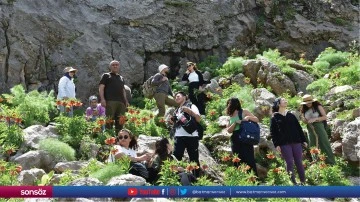 Siirt'in Bacavan Yaylası'nda ters laleleri g&ouml;r&uuml;nt&uuml;lendi