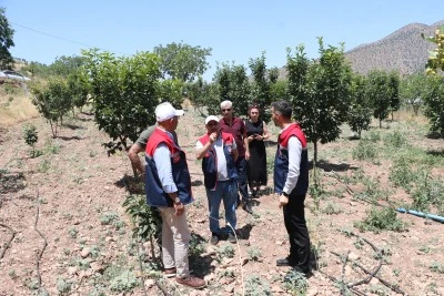Siirt'te 4 yıl &ouml;nce dikilen Trabzon hurması fidanları ilk meyvelerini verdi