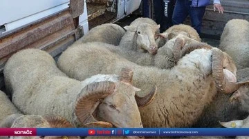 Siirt'te &ccedil;alınan 330 k&uuml;&ccedil;&uuml;kbaş hayvan i&ccedil;in &ccedil;alışma başlatıldı