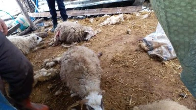 Siirt'te &ccedil;&ouml;ken ahırdaki 3 k&uuml;&ccedil;&uuml;kbaş hayvan telef oldu