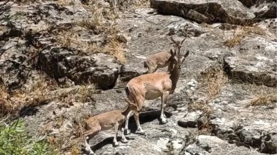 Siirt'te dağ ke&ccedil;ileri g&ouml;r&uuml;nt&uuml;lendi