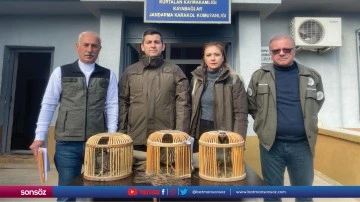 Siirt'te ele geçirilen 3 kınalı keklik doğaya salındı