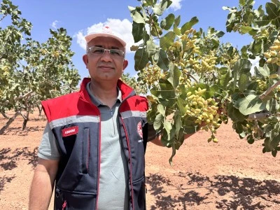 Siirt'te fıstık rekoltesini belirlemek i&ccedil;in oluşturulan komisyon &ccedil;alışmalarına başladı