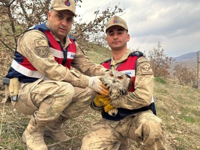 Siirt'te yaralı bulunan kulaklı orman baykuşu tedavi altına alındı