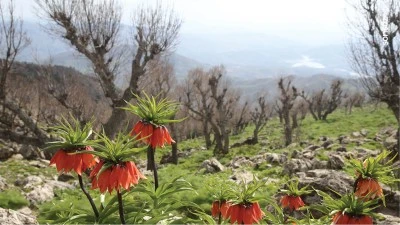 Siirt'teki yayla, ters laleleri g&ouml;rmek isteyenlerin uğrak yeri oldu