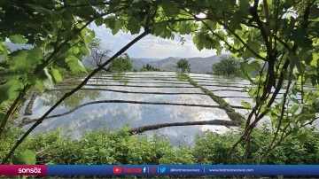 Siirtli &ccedil;ift&ccedil;iler &ccedil;eltik &uuml;retimini yaklaşık bir asırdır s&uuml;rd&uuml;r&uuml;yor
