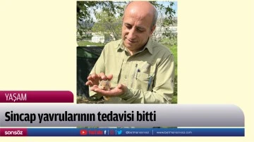 Sincap yavrularının tedavisi bitti