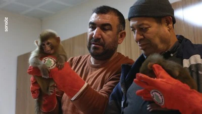 Sınırda ele ge&ccedil;irilen 3 maymun yavrusu korumaya alındı