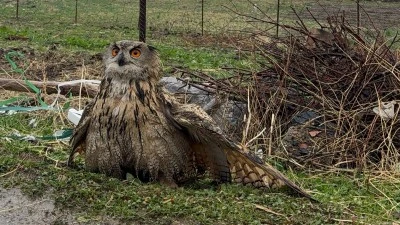 Şırnak&rsquo;ta bulunan yaralı baykuş tedavi altına alındı