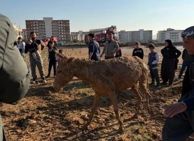 Şırnak'ta &ccedil;amura saplanan iki eşeği itfaiye ekipleri kurtardı