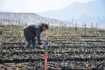 Şırnak'ta &ccedil;orak araziler fıstık bah&ccedil;elerine d&ouml;n&uuml;şt&uuml;r&uuml;l&uuml;yor