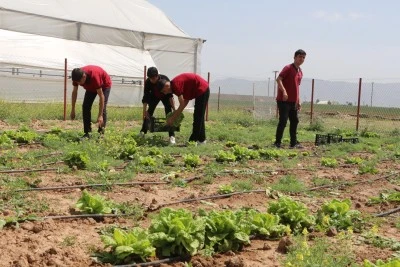 Şırnak'ta &ouml;ğrencilerin yetiştirdiği marulların hasadı yapıldı