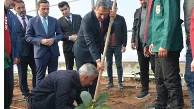 Şırnak Valisi Ekici, &ouml;ğrencilerle tropikal meyve fidesi dikti