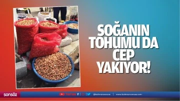 Soğanın tohumu da cep yakıyor!