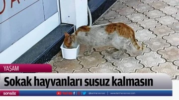 Sokak hayvanları susuz kalmasın
