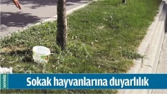 SOKAK HAYVANLARINA DUYARLILIK