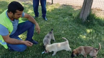 Sokak hayvanlarına mama ve su bırakıldı