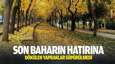 Son baharın hatırına d&ouml;k&uuml;len yapraklar s&uuml;p&uuml;r&uuml;lmedi