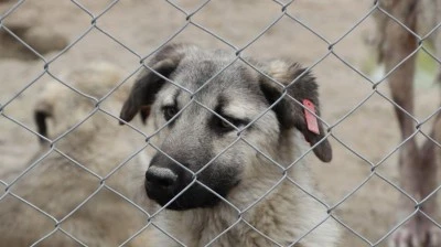 Son iki yılda yaklaşık 3 bin sahipsiz k&ouml;pek toplandı