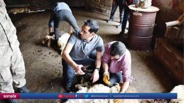 Soylu besici ailenin k&uuml;&ccedil;&uuml;kbaşını kırktı