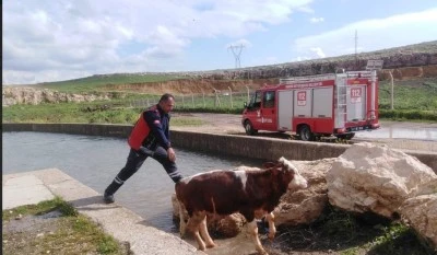 Su kanalına d&uuml;şen ineği itfaiye kurtardı