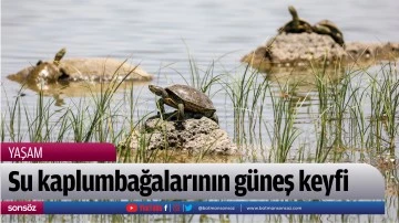 Su kaplumbağalarının g&uuml;neş keyfi