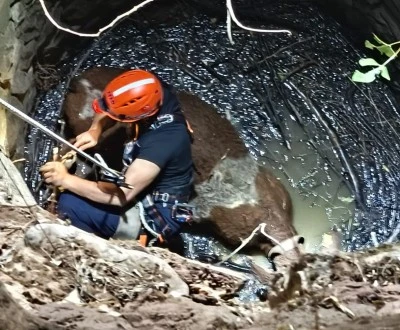 Su kuyusuna d&uuml;şen inek kurtarıldı