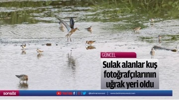 Sulak alanlar kuş fotoğraf&ccedil;ılarının uğrak yeri oldu