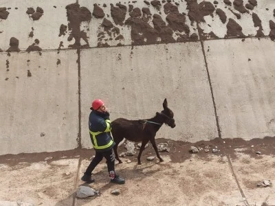 Sulama kanalına d&uuml;şen eşek kurtarıldı
