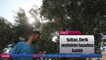 Sultan, Derik zeytininin hasadına katıldı