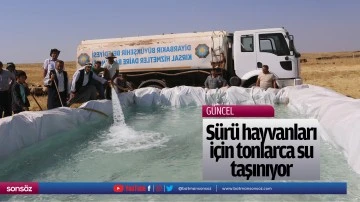 S&uuml;r&uuml; hayvanları i&ccedil;in tonlarca su taşınıyor