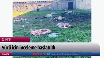 S&uuml;r&uuml; i&ccedil;in inceleme başlatıldı